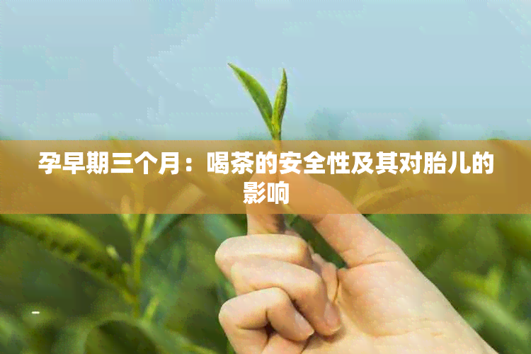 孕早期三个月：喝茶的安全性及其对胎儿的影响