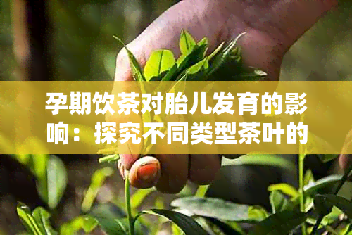 孕期饮茶对胎儿发育的影响：探究不同类型茶叶的作用及其安全性