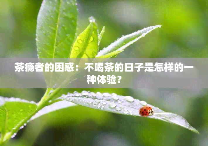 茶瘾者的困惑：不喝茶的日子是怎样的一种体验？