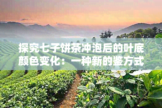 探究七子饼茶冲泡后的叶底颜色变化：一种新的鉴方式