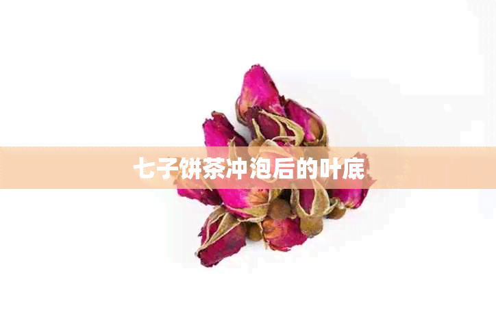 七子饼茶冲泡后的叶底