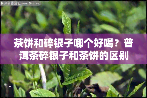 茶饼和碎银子哪个好喝？普洱茶碎银子和茶饼的区别是什么？