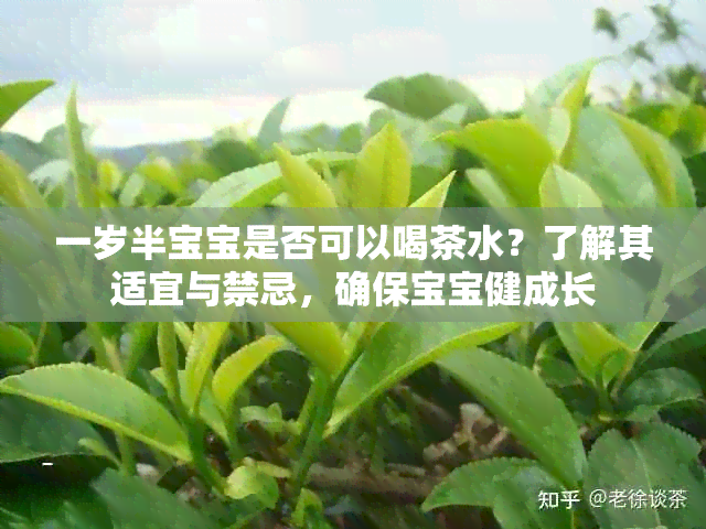 一岁半宝宝是否可以喝茶水？了解其适宜与禁忌，确保宝宝健成长