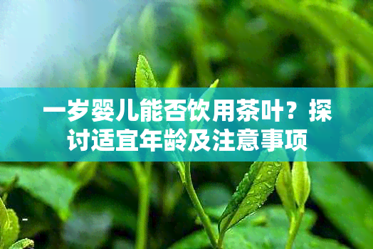 一岁婴儿能否饮用茶叶？探讨适宜年龄及注意事项