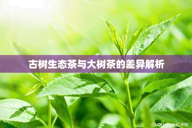 古树生态茶与大树茶的差异解析