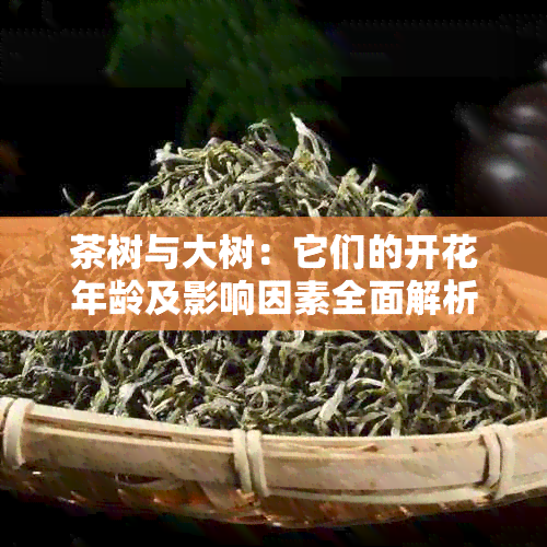 茶树与大树：它们的开花年龄及影响因素全面解析