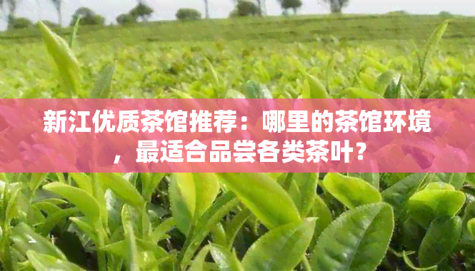 新江优质茶馆推荐：哪里的茶馆环境，最适合品尝各类茶叶？