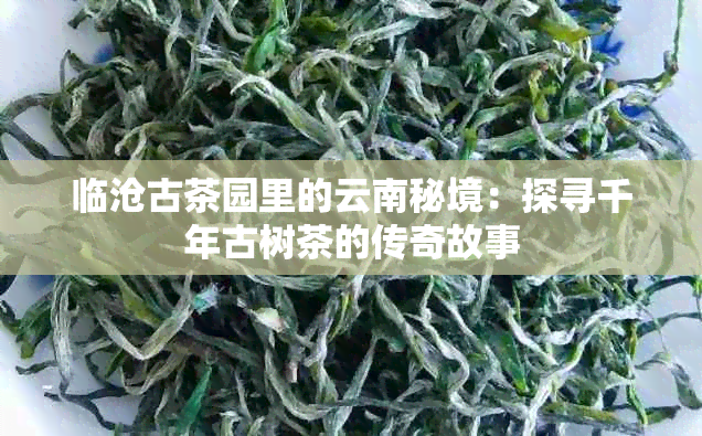 临沧古茶园里的云南秘境：探寻千年古树茶的传奇故事