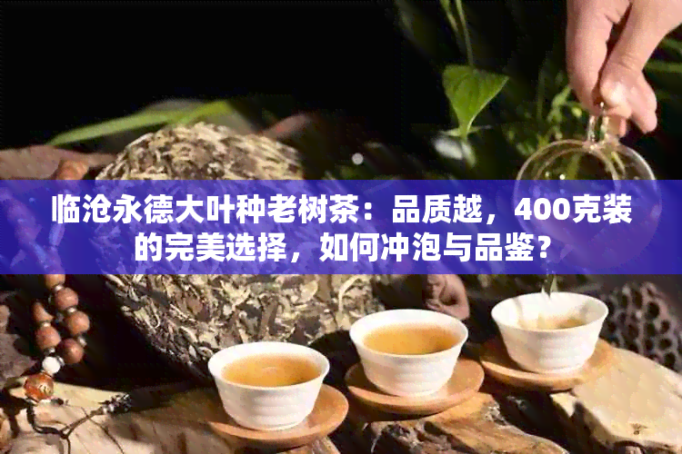 临沧永德大叶种老树茶：品质越，400克装的完美选择，如何冲泡与品鉴？