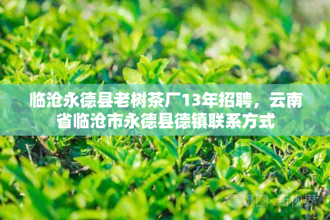 临沧永德县老树茶厂13年招聘，云南省临沧市永德县德镇联系方式