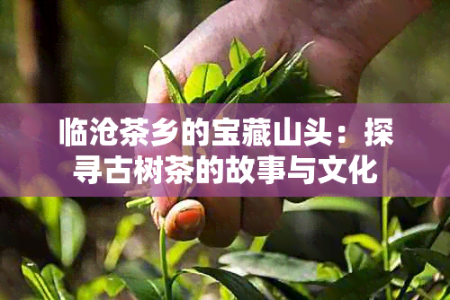 临沧茶乡的宝藏山头：探寻古树茶的故事与文化