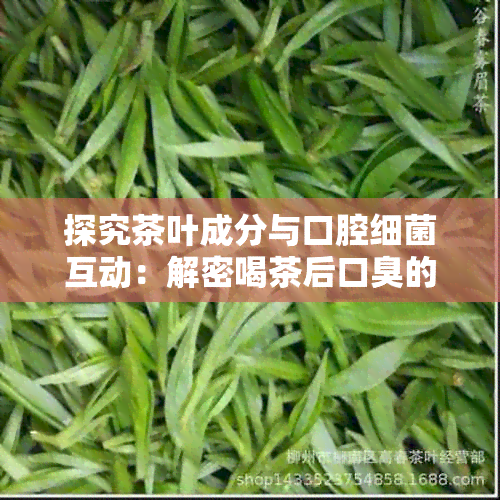 探究茶叶成分与口腔细菌互动：解密喝茶后口臭的奥秘