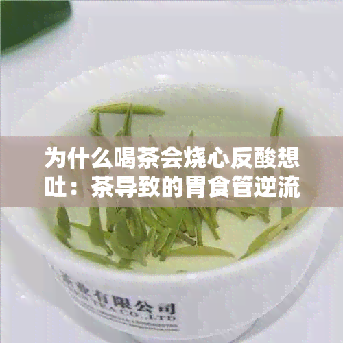 为什么喝茶会烧心反酸想吐：茶导致的胃食管逆流症状解释