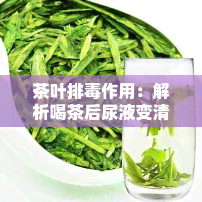 茶叶排作用：解析喝茶后尿液变清的原因及对身体的影响