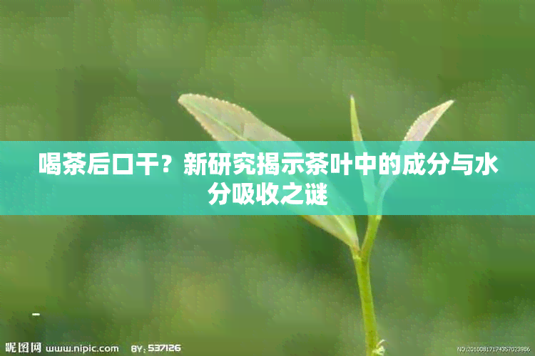 喝茶后口干？新研究揭示茶叶中的成分与水分吸收之谜