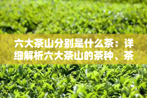 六大茶山分别是什么茶：详细解析六大茶山的茶种、茶类和代表性茶叶