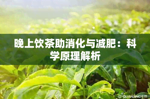 晚上饮茶助消化与减肥：科学原理解析