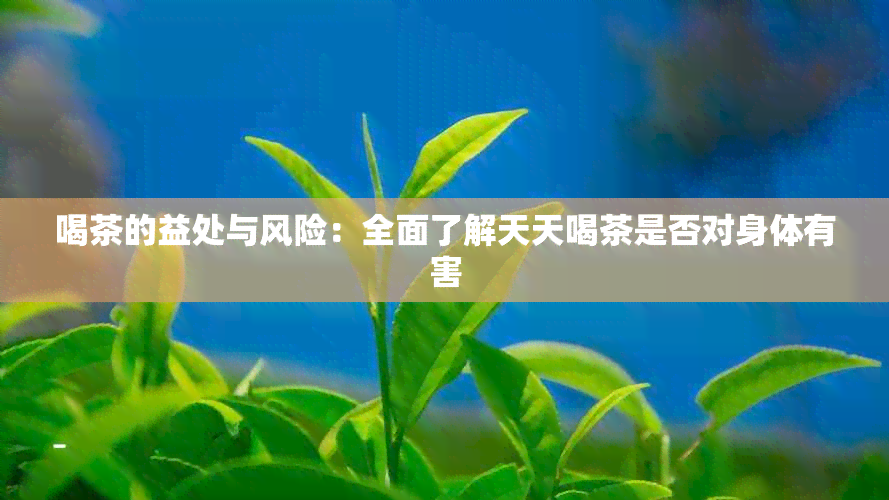 喝茶的益处与风险：全面了解天天喝茶是否对身体有害