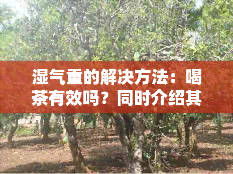 湿气重的解决方法：喝茶有效吗？同时介绍其他调理方法