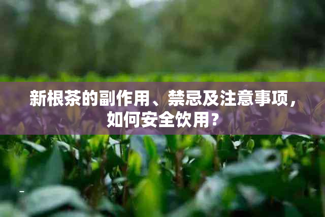 新根茶的副作用、禁忌及注意事项，如何安全饮用？