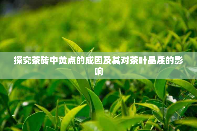 探究茶砖中黄点的成因及其对茶叶品质的影响