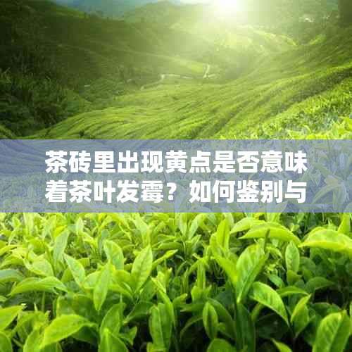 茶砖里出现黄点是否意味着茶叶发霉？如何鉴别与预防？