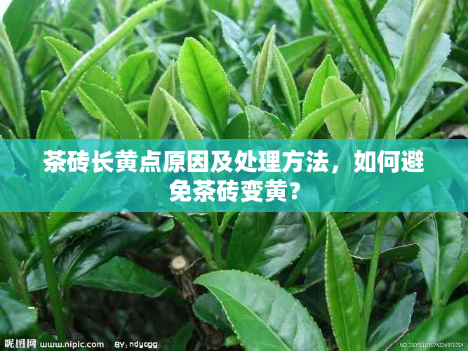 茶砖长黄点原因及处理方法，如何避免茶砖变黄？