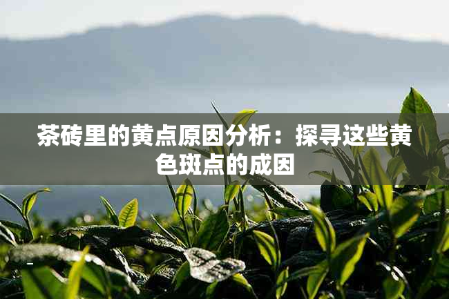 茶砖里的黄点原因分析：探寻这些黄色斑点的成因