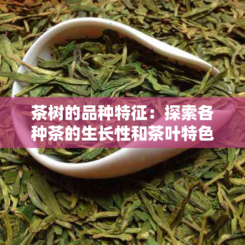 茶树的品种特征：探索各种茶的生长性和茶叶特色