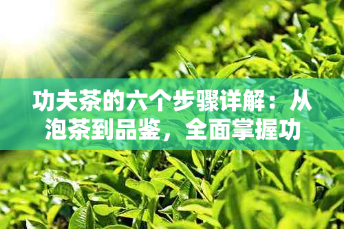 功夫茶的六个步骤详解：从泡茶到品鉴，全面掌握功夫茶的制作与品鉴方法