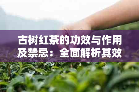 古树红茶的功效与作用及禁忌：全面解析其效应与注意事项