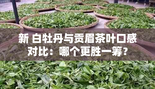 新 白牡丹与贡眉茶叶口感对比：哪个更胜一筹？