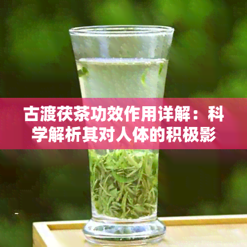 古渡茯茶功效作用详解：科学解析其对人体的积极影响