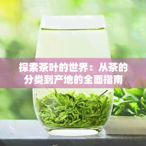 探索茶叶的世界：从茶的分类到产地的全面指南