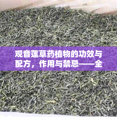 观音莲草植物的功效与配方，作用与禁忌——全面解析观音莲的独特效果