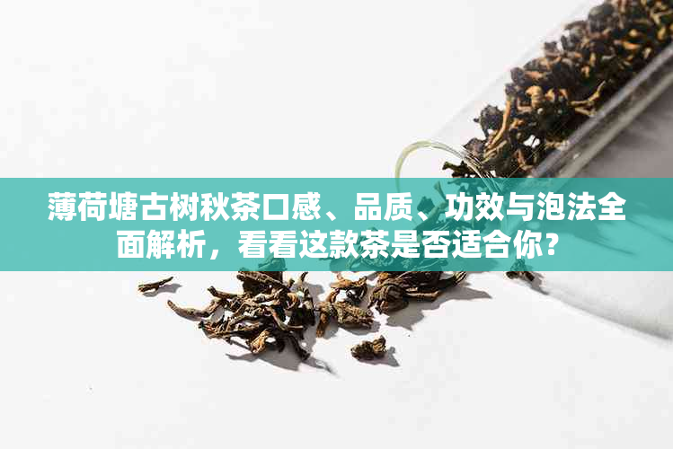 薄荷塘古树秋茶口感、品质、功效与泡法全面解析，看看这款茶是否适合你？