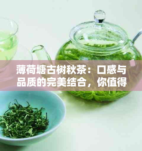 薄荷塘古树秋茶：口感与品质的完美结合，你值得一试！