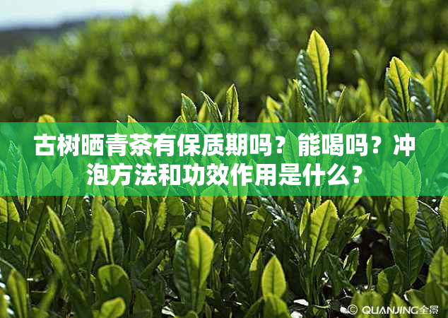 古树晒青茶有保质期吗？能喝吗？冲泡方法和功效作用是什么？