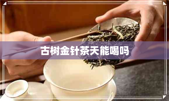 古树金针茶天能喝吗