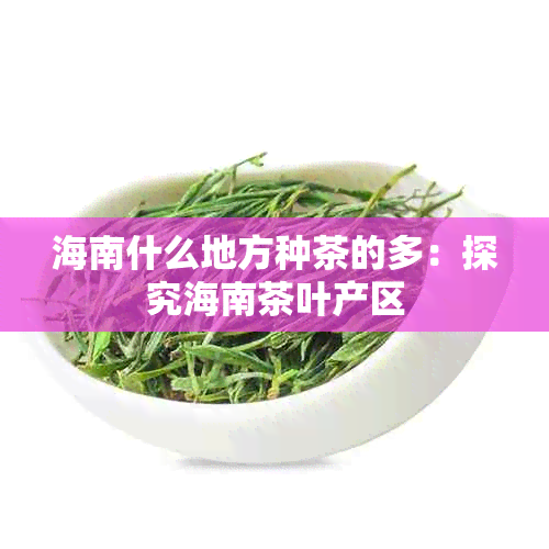 海南什么地方种茶的多：探究海南茶叶产区