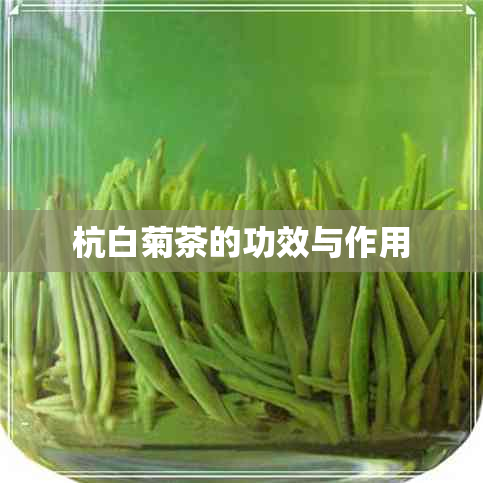 杭白菊茶的功效与作用