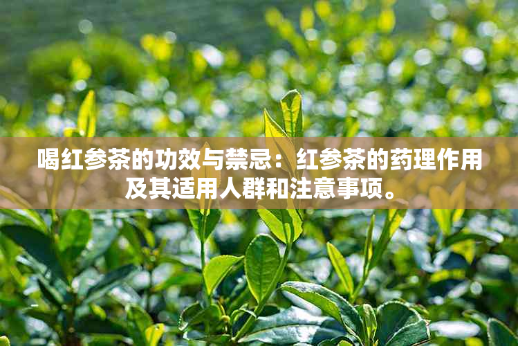 喝红参茶的功效与禁忌：红参茶的理作用及其适用人群和注意事项。