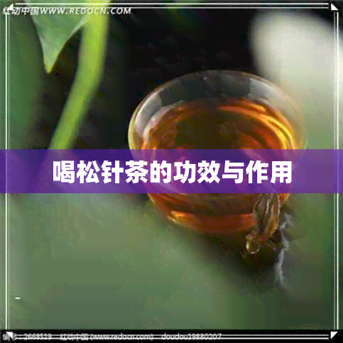 喝松针茶的功效与作用