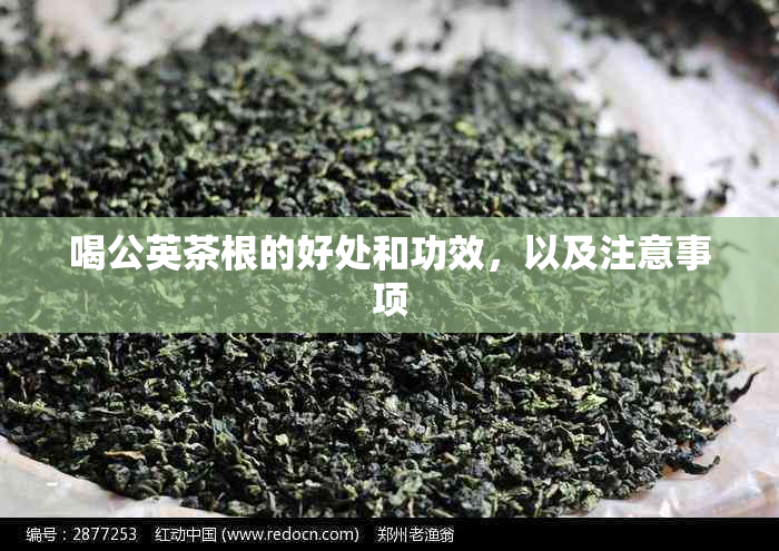 喝公英茶根的好处和功效，以及注意事项