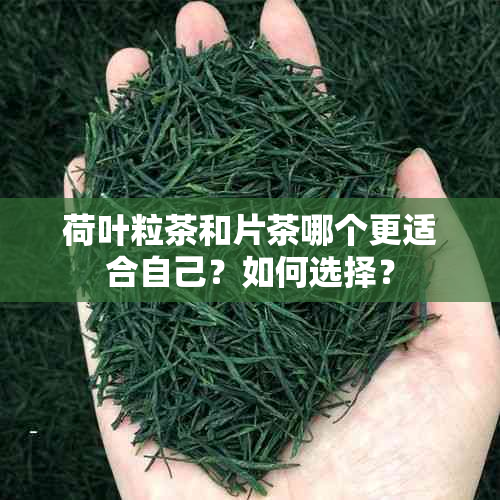 荷叶粒茶和片茶哪个更适合自己？如何选择？