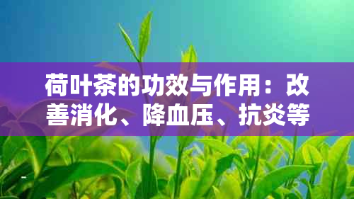 荷叶茶的功效与作用：改善消化、降血压、抗炎等多种健效益