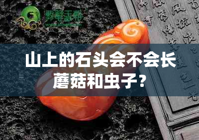 山上的石头会不会长蘑菇和虫子？