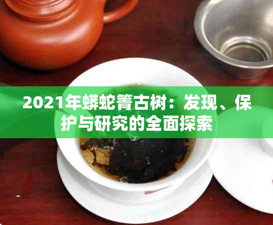 2021年蟒蛇箐古树：发现、保护与研究的全面探索