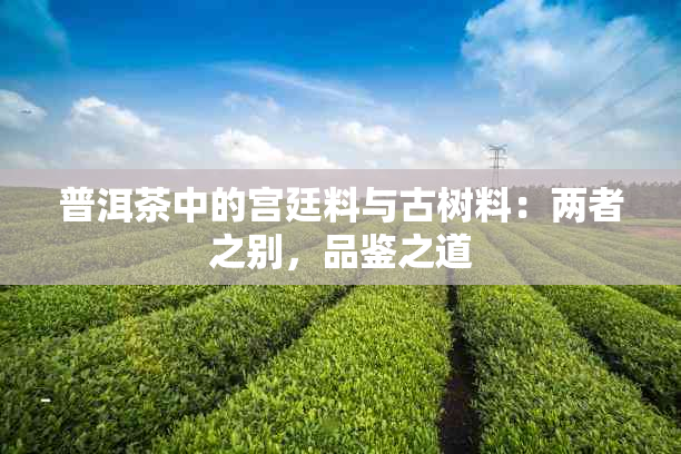 普洱茶中的宫廷料与古树料：两者之别，品鉴之道