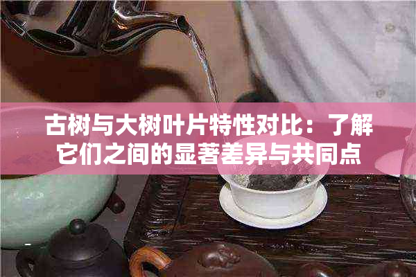 古树与大树叶片特性对比：了解它们之间的显著差异与共同点